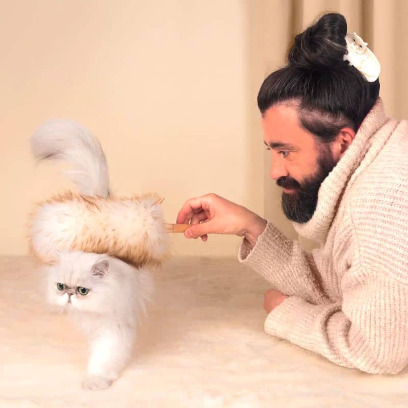 Chat persan fluffy avec homme et pince à cheveux en forme de chat