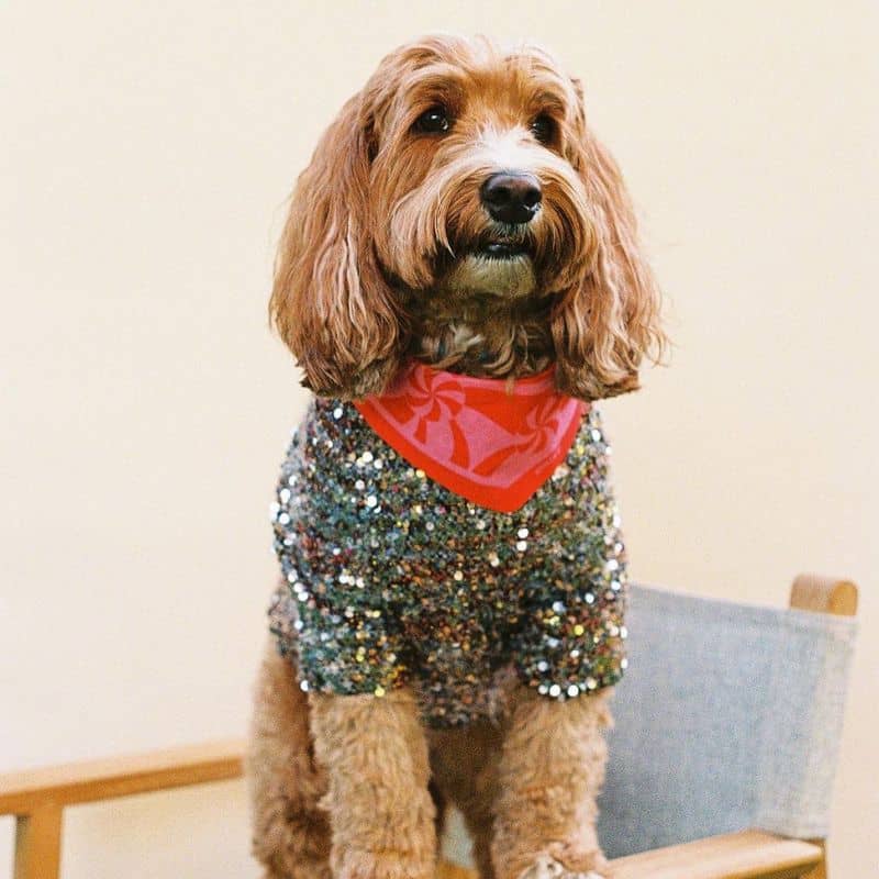 Chien avec bandana tendance en coton en rose et corail bonbon