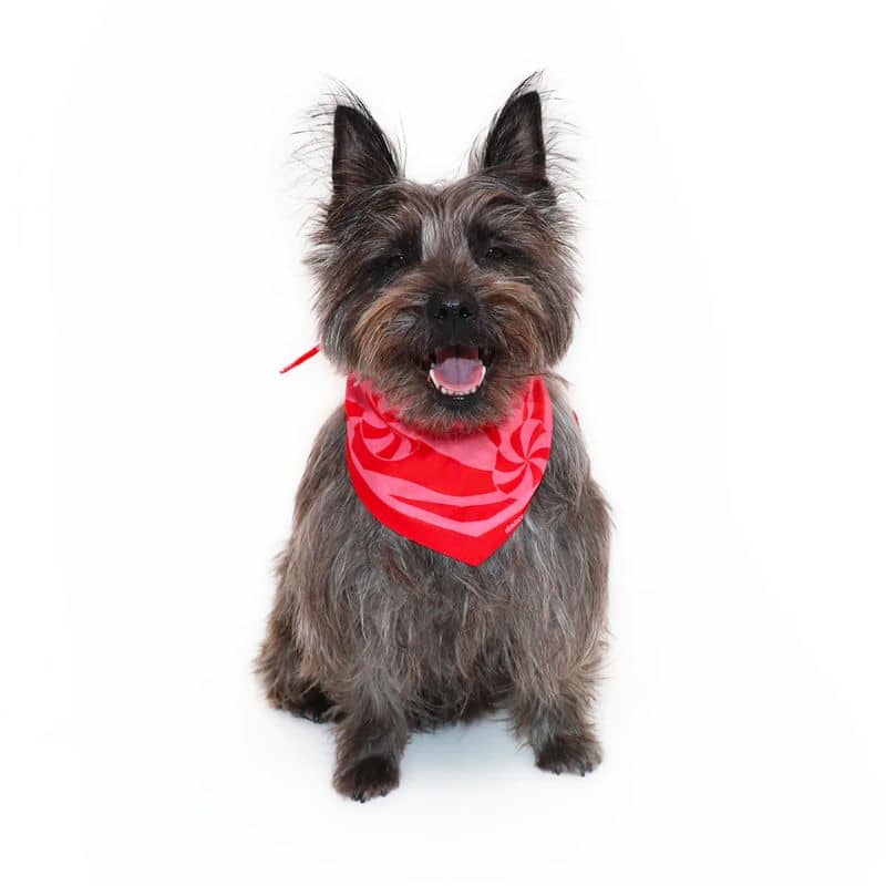 Détail du bandana en coton pour chien de Daisy By Shelby en coton