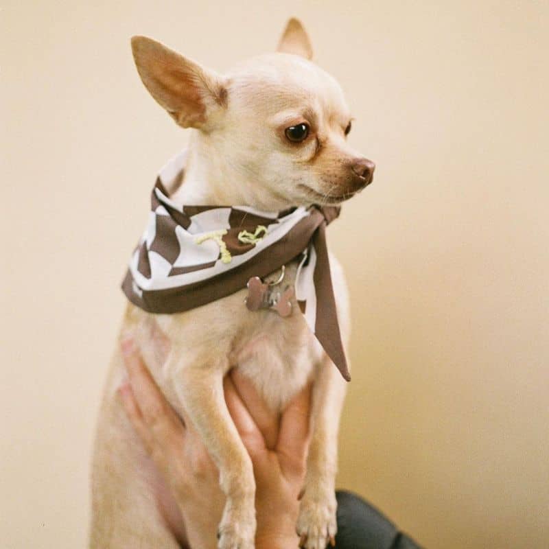 Bandana pour chien en coton doux et confortable