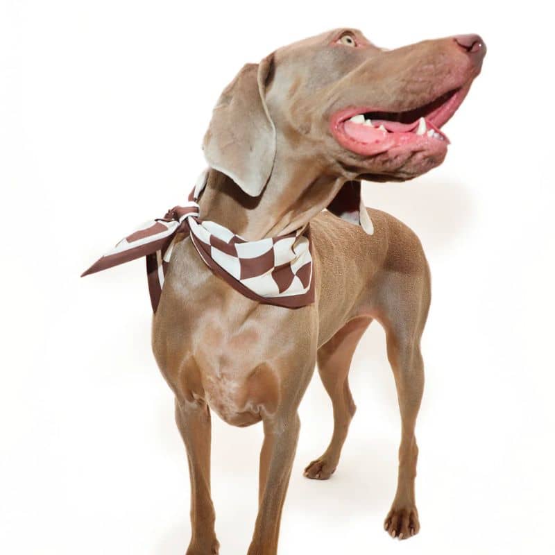 Chien avec bandana tendance en coton marron de Daisy By Shelby