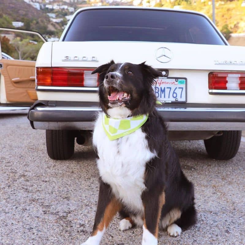 Chien avec bandana tendance en coton de Daisy By Shelby
