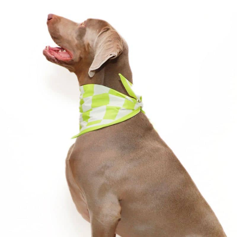 Bandana pour chien en coton de forme triangulaire