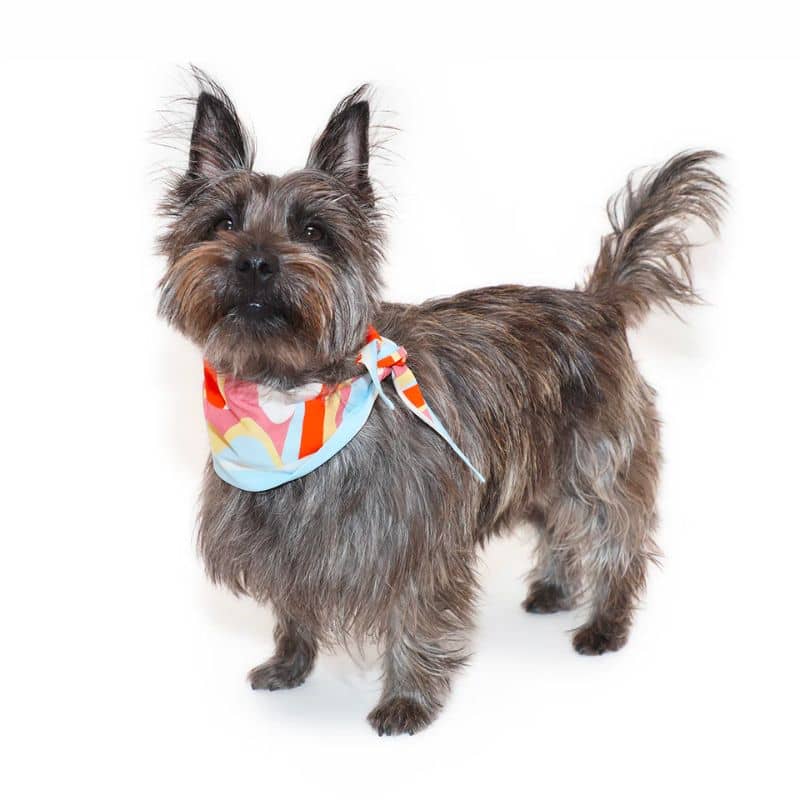 Bandana pour chien tendance motif coloré groovy retro