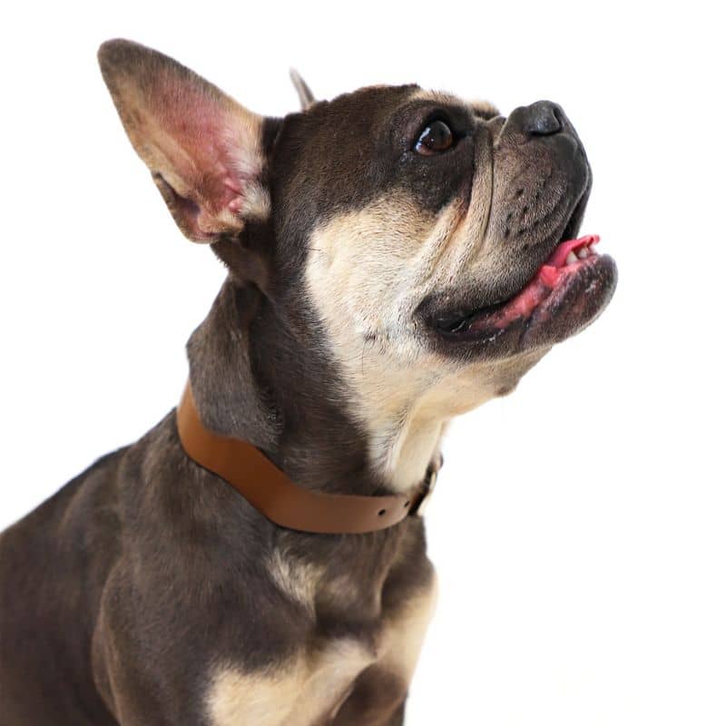 Bouledogue français avec collier tendance pour chien en cuir vegan à vagues