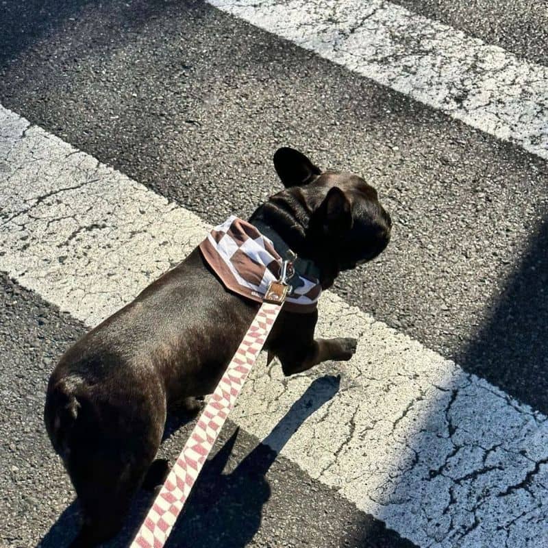 Chien avec laisse et bandana assorti en damier marron chocolat de Daisy By Shelby