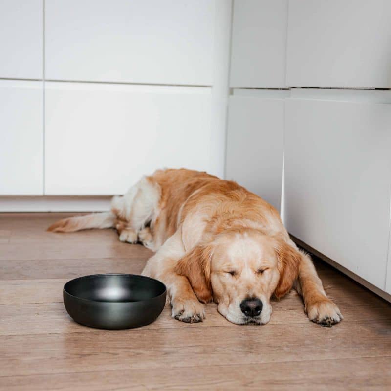 gamelle pour chien en acier inoxydable anthracite Royal dog bowl District 70 taille L