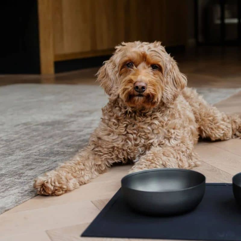 gamelle pour chien en acier inoxydable anthracite Royal dog bowl District 70 taille M