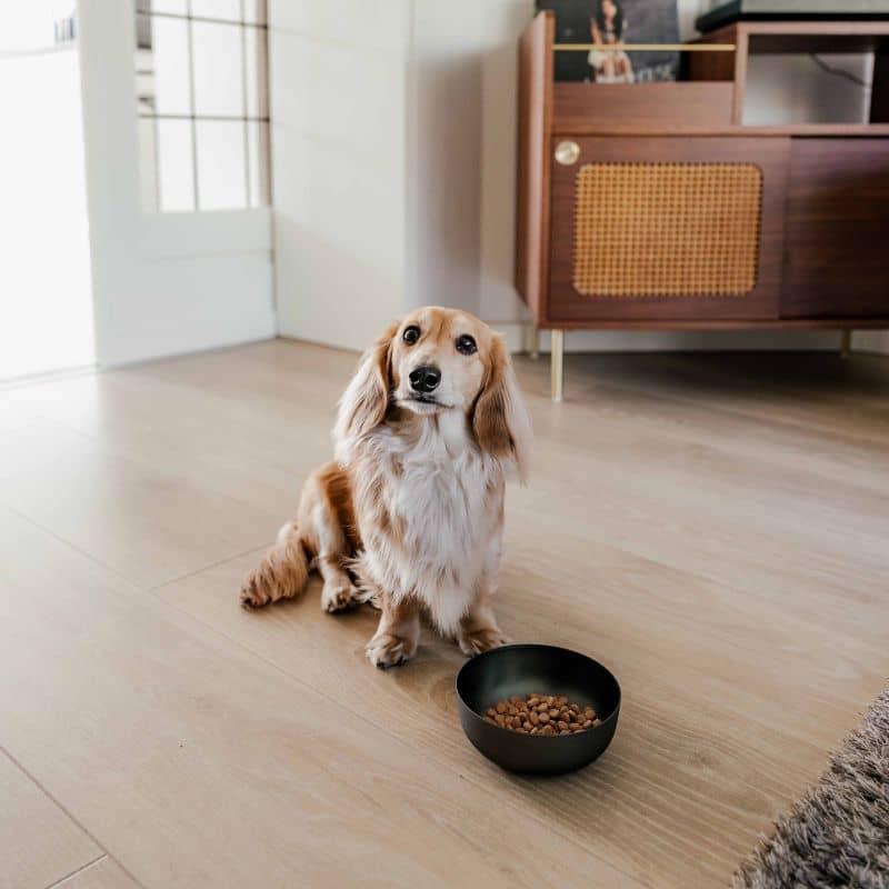 gamelle pour chien en acier inoxydable anthracite Royal dog bowl District 70 taille S