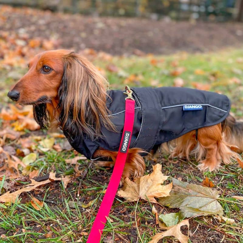 Imperméable pour chien pour teckel noir et waterproof pour la pluie