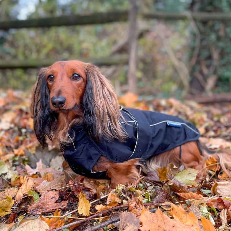 Teckel avec imperméable pour chien en noir tendance de la marque Django