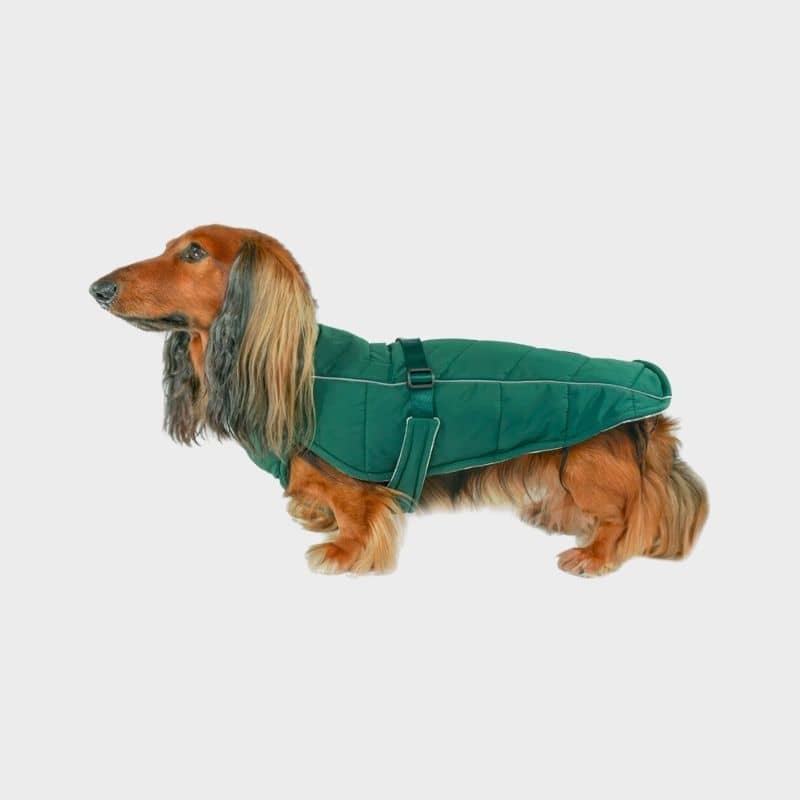 Manteau pour chien teckel facile à enfiler vert émeraude