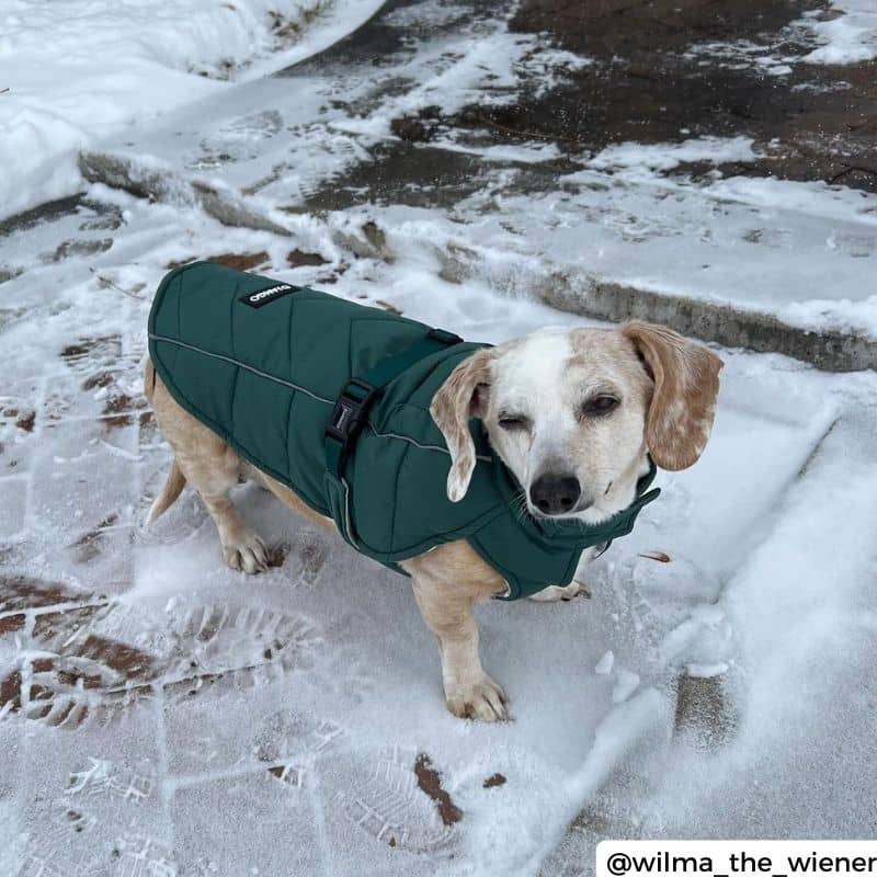 Chien avec manteau facile à enfiler neige et hiver