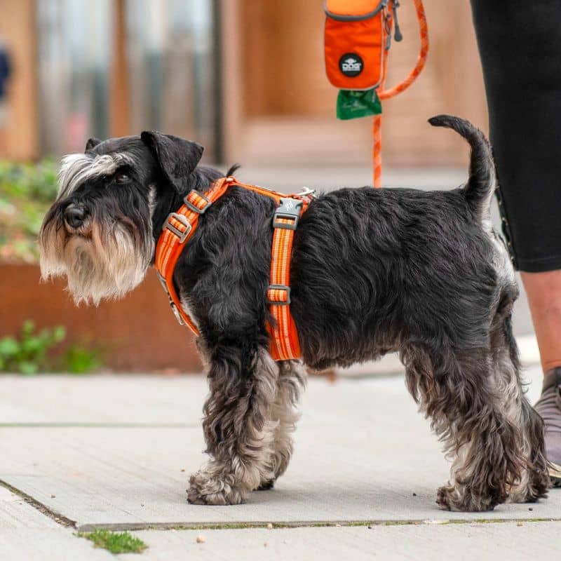 Chien avec un harnais confortable en orange de Dog Copenhagen