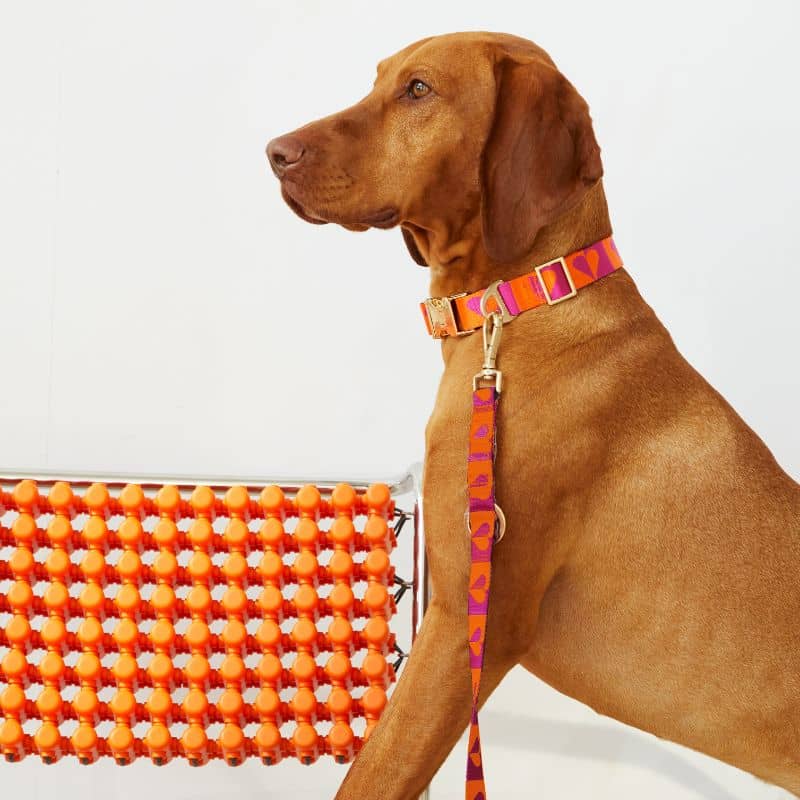 Laisse multiposition pour chien effet jacaurd tendance