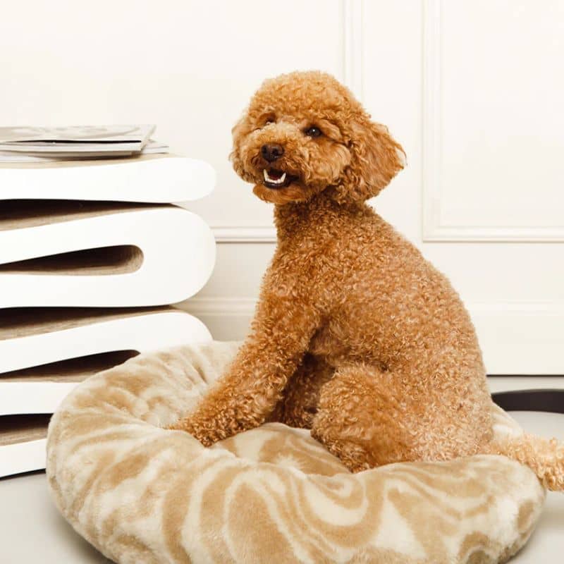 Caniche dans un lit rond pour chien tendance et design