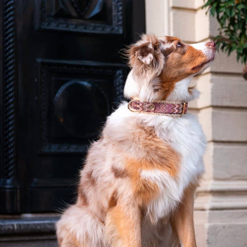Collier pour chien motif ziggy zig zag de Floofs & Cookies en sherpa pour grand chien motif tendance