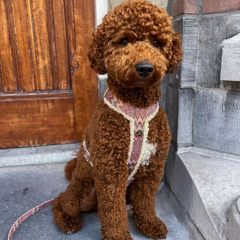 Poodle avec harnais pour chien doux et confortable en H de la marque floofs & cookies motif tissu zig zag rose