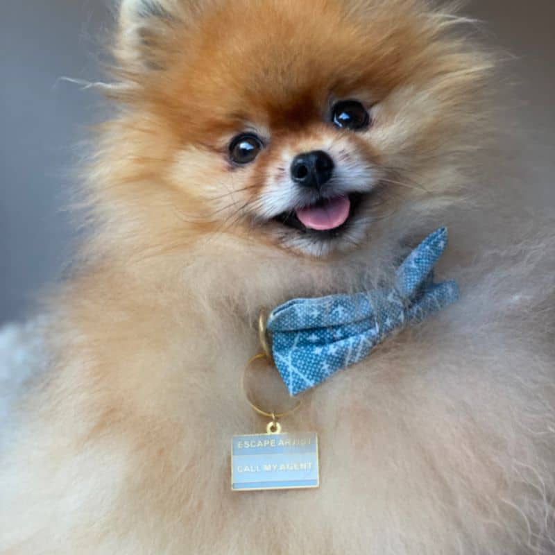 Spitz avec médaille pour chien escape artist pour les chiens fugueurs