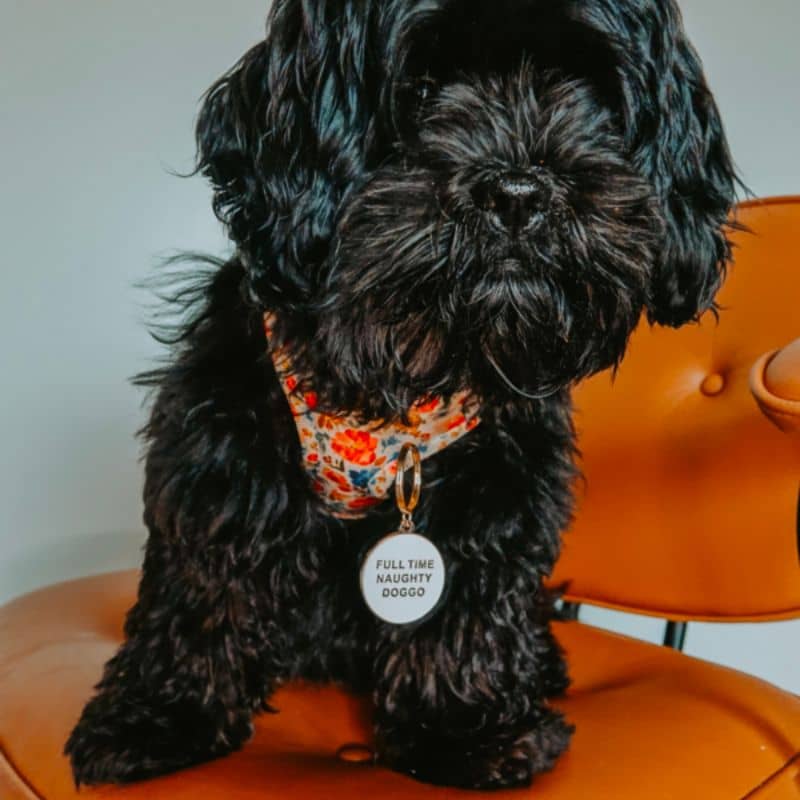 Chien avec jolie médaille ronde blanche et dorée de Floofs & Cookies naughty doggo