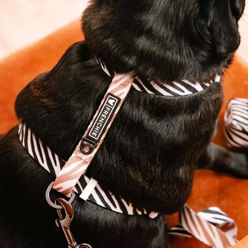frenchie bulldogs harnais strap en H pour chien zébre 