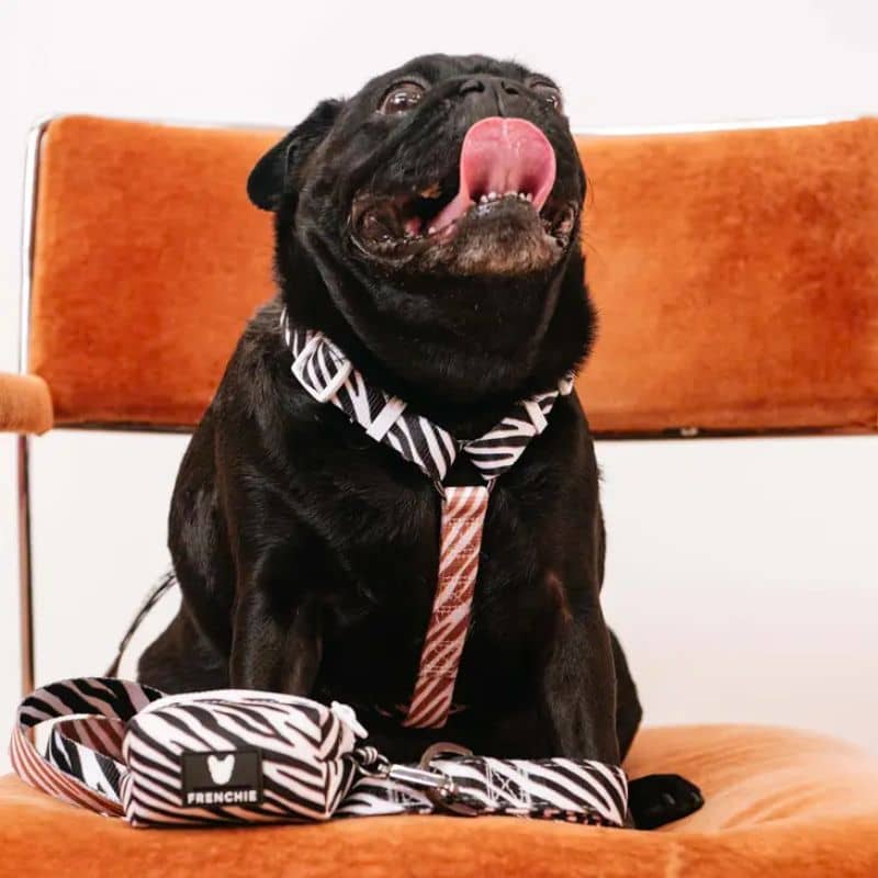 frenchie bulldogs harnais strap pour chien zébre rose et noir réglable 