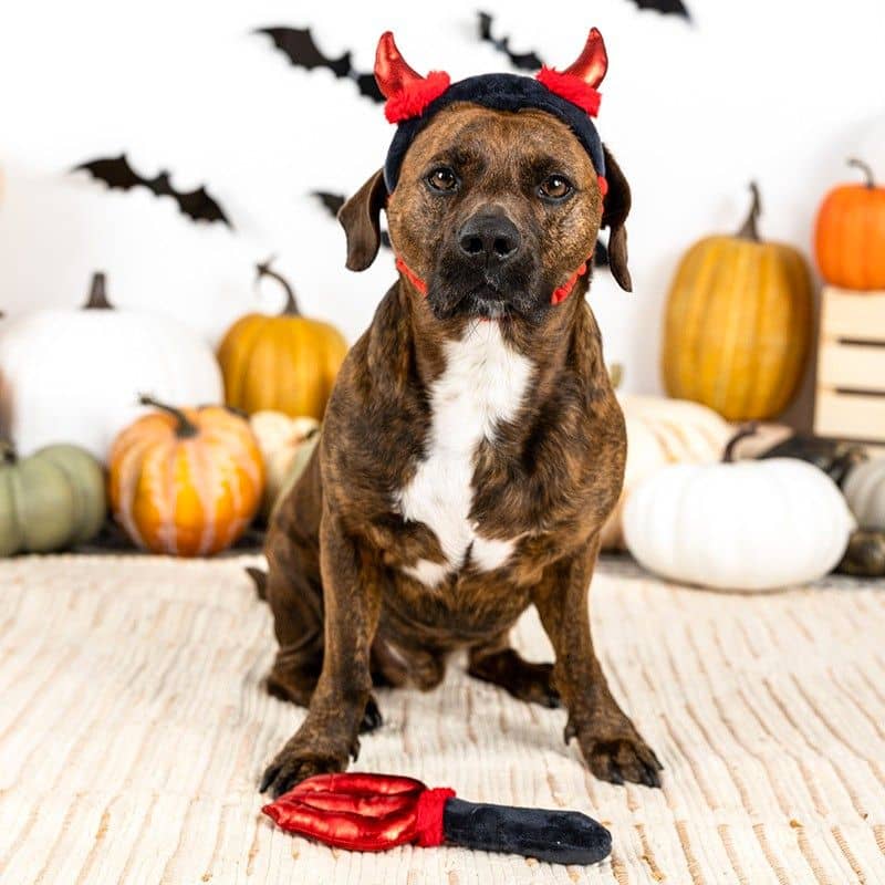 Déguisement Halloween pour chien Cute lil devil set par Fringe : costume de démon avec bandeau élastique pour chien et fourche