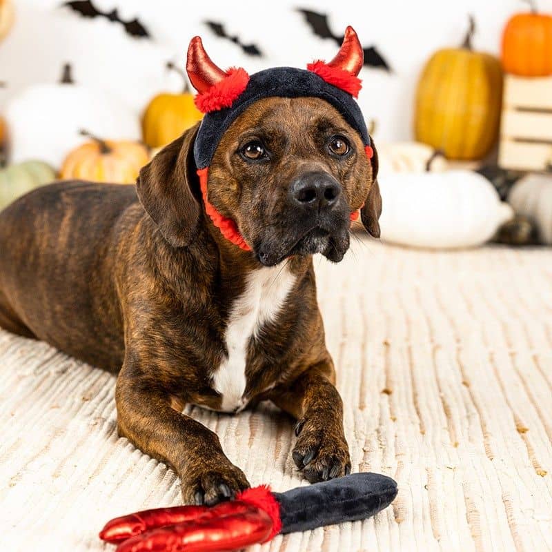 Déguisement Halloween pour chien Cute lil devil set par Fringe : costume de démon avec bandeau élastique pour chien et fourche