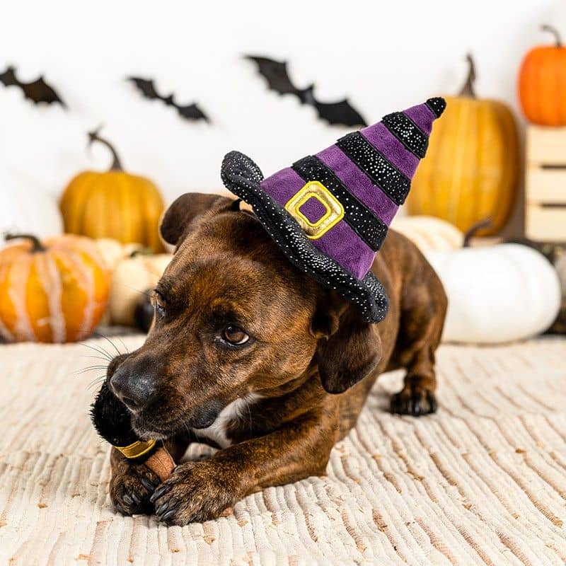 Déguisement Halloween pour chien If the broom fits set par Fringe : costume de sorcière avec chapeau qui couine et balai 