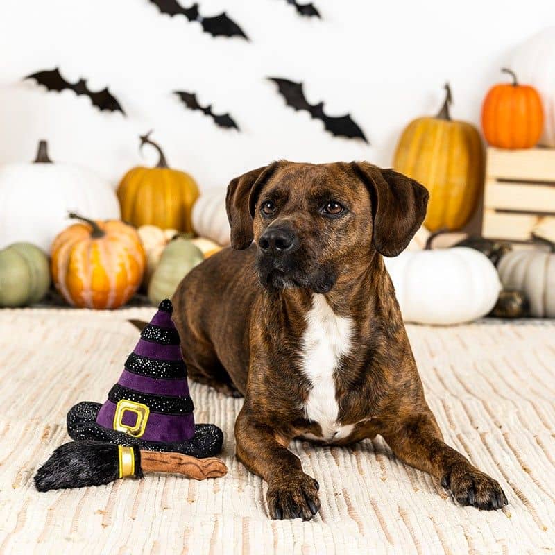 Déguisement Halloween pour chien If the broom fits set par Fringe : costume de sorcière avec chapeau qui couine et balai 