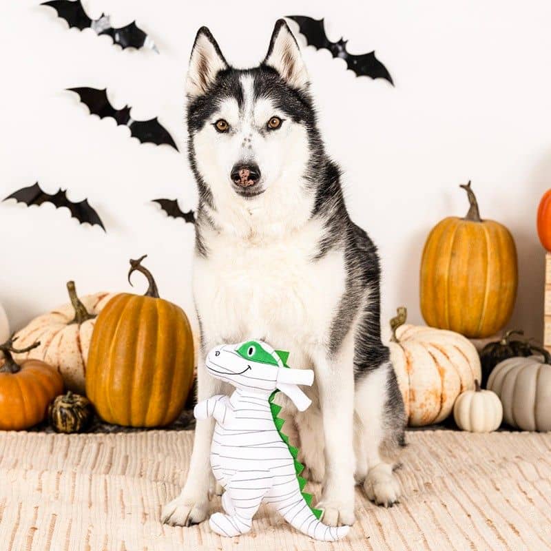 jouet peluche Halloween pour chien Keepin it under wraps de la marque Fringe en forme de dinosaure TRex déguisé en momie