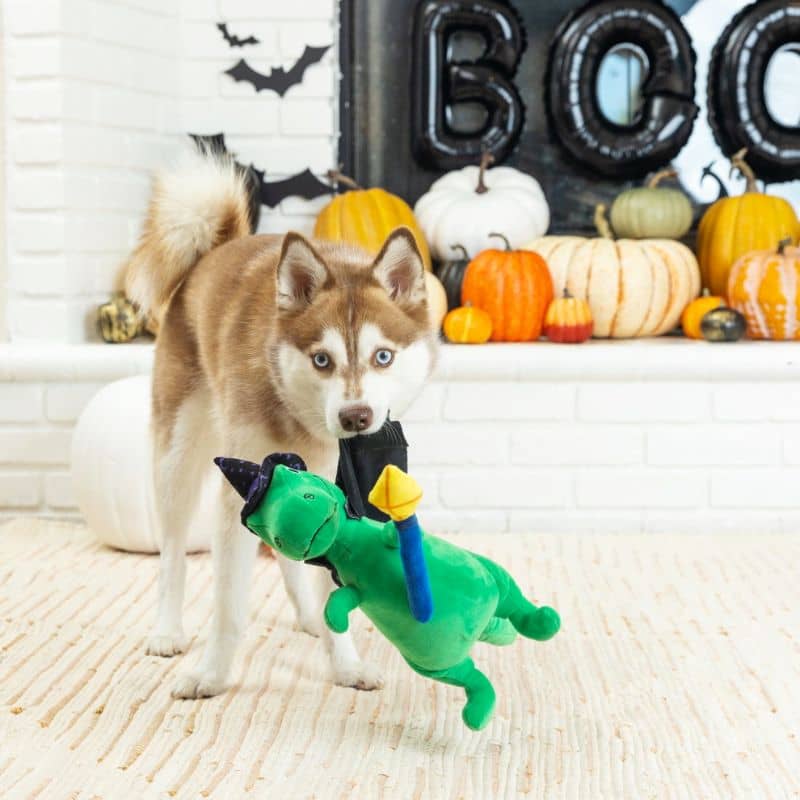 jouet peluche Halloween pour chien Spell O Saurus de la marque Fringe en forme de dinosaure TRex déguisé en sorcier avec sa cape, son chapeau pointu et son balai