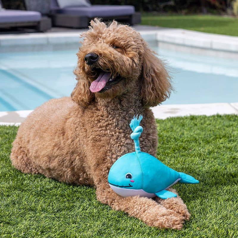 jouet flottant pour chien idéal pour l'été : "Splashy" la baleine par Splash Mates Fringe