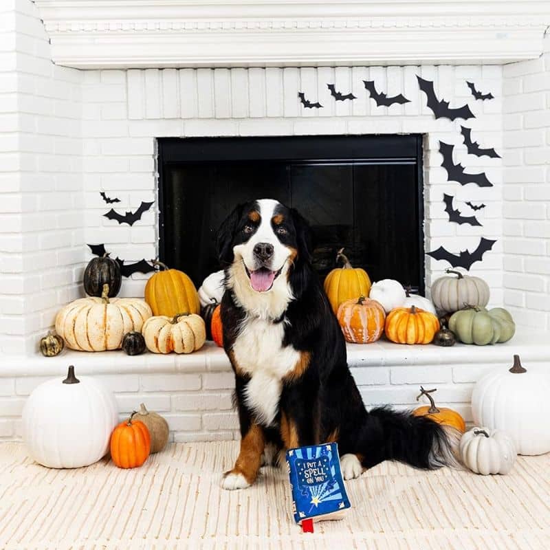 Jouet Halloween pour chien en forme de livre de sorts Fringe
