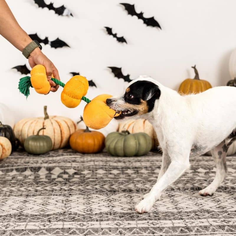 Jouet halloween pour chien en forme de 
 trio de citrouilles reliées par une corde Stack o lantern
