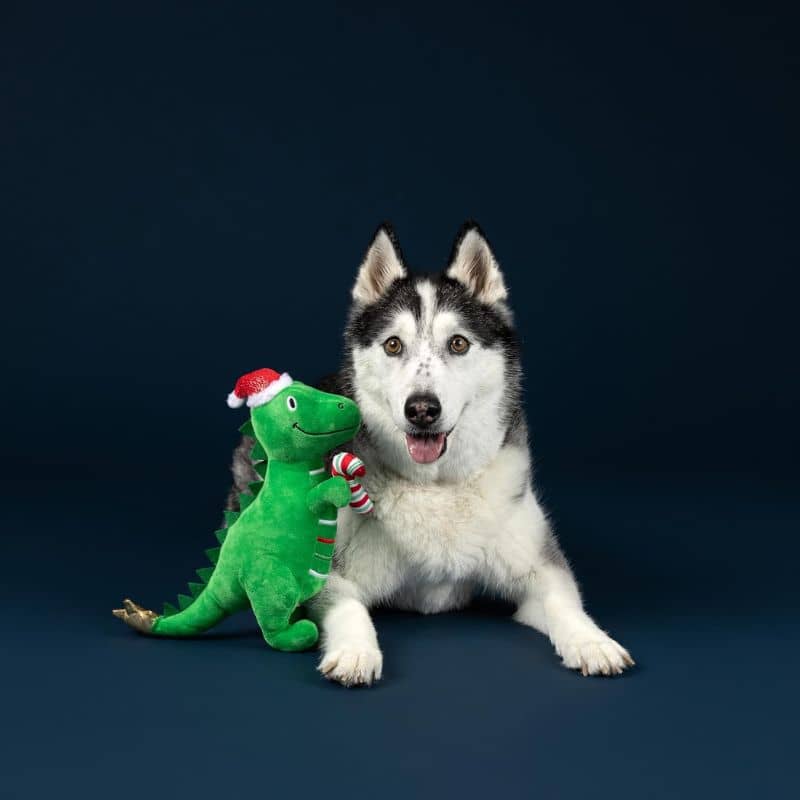 Fringe Petshop Rex-Max is here - jouet peluche pour chien en forme de dinosaure avec bonnet de père noel et sucre d'orge