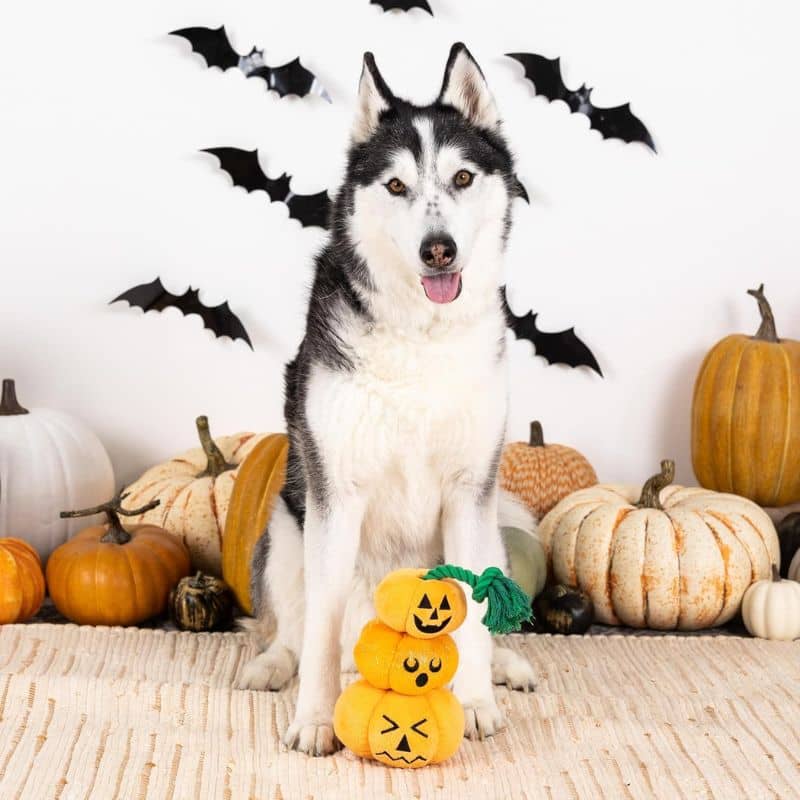 Peluche halloween pour chien en forme de 
 trio de citrouilles reliées par une corde
