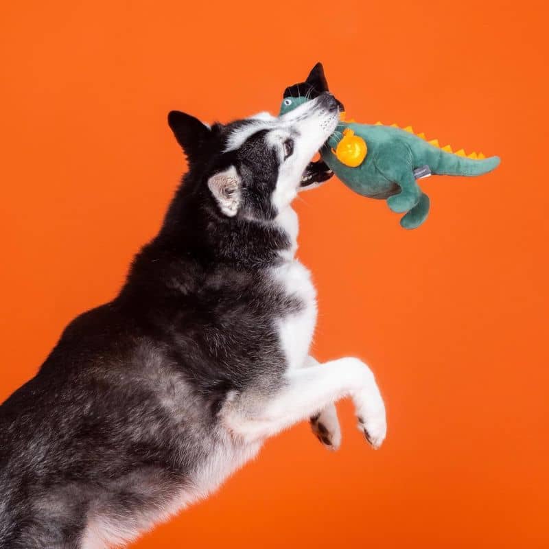 Jouet halloween pour chien en forme de dinosaure sorcier et lanterne citrouille Candy Rex