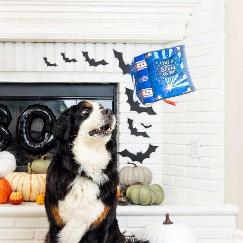 Jouet Halloween pour chien en forme de livre de sortilèges Fringe I put a spell on you 