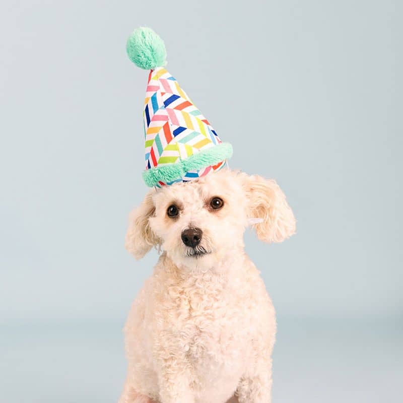 Ensemble d'anniversaire pour chien Blauw - Fournitures de fête d' anniversaire pour