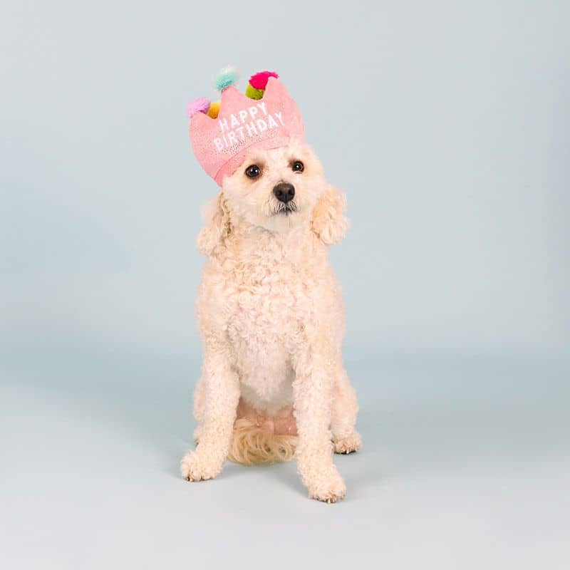 Chapeau jouet pour chien d'anniversaire en forme de couronne rose