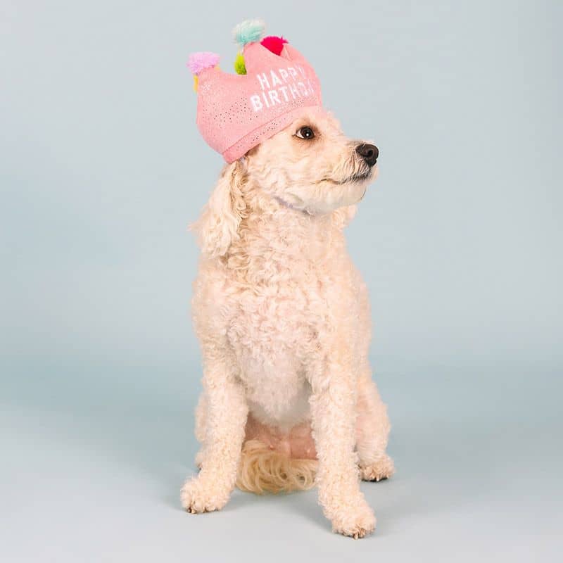 Jouet pour chien en forme de couronne d'anniversaire qui sert aussi de déguisement et de jouet