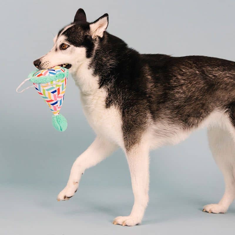 Chien qui est en train de jouet avec une peluche en forme de chapeau d'anniversaire