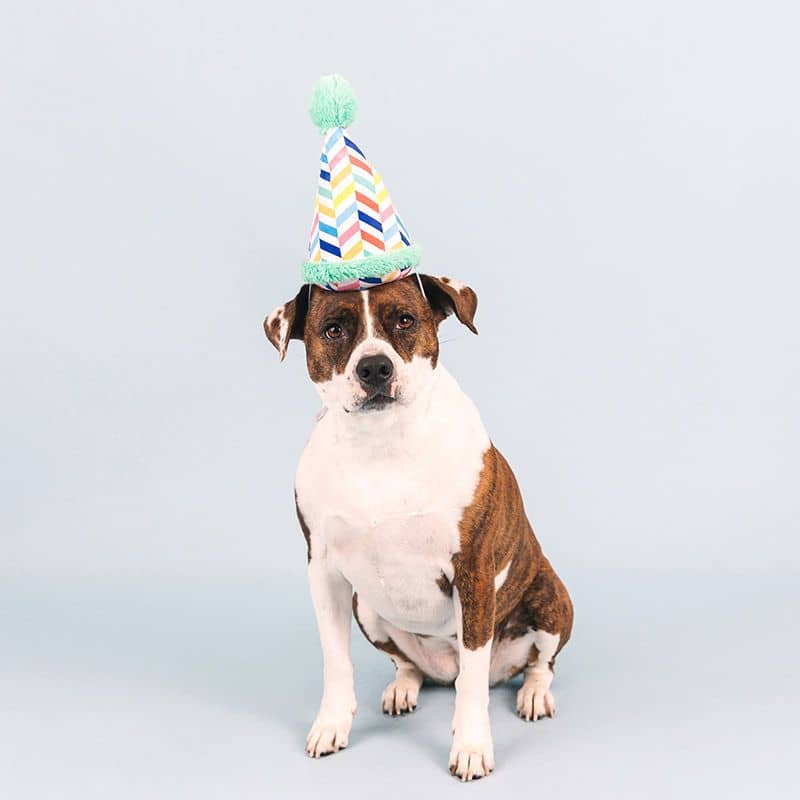Jouet pour chien en forme de chapeau d'anniversaire avec cordon comme un déguisement et jouet pour chien mignon