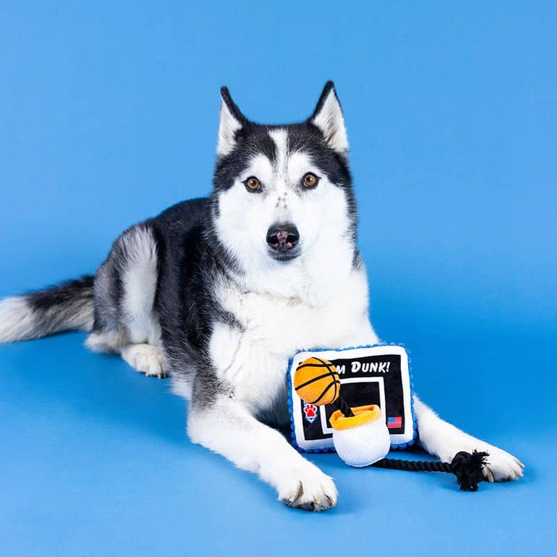 Husky avec un jouet en corde interactif pour chien en forme de panier de basket de la marque Fringe Studio Pet Shop
