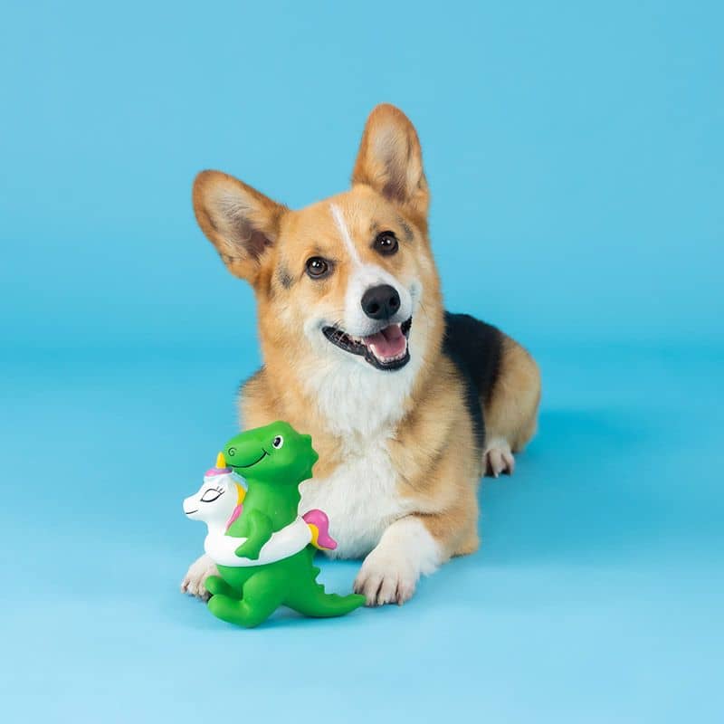 Corgi avec un jouet en latex naturel pour chien en forme de dinosaure avec une bouée licorne de la marque Fringe Studio Pet Shop