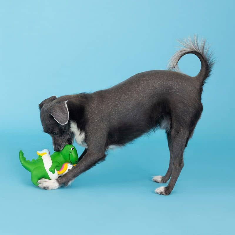 Chien qui joue avec un jouet en latex naturel pour chien en forme de T-ex portant une bouée licorne de la marque Fringe Studio Pet Shop