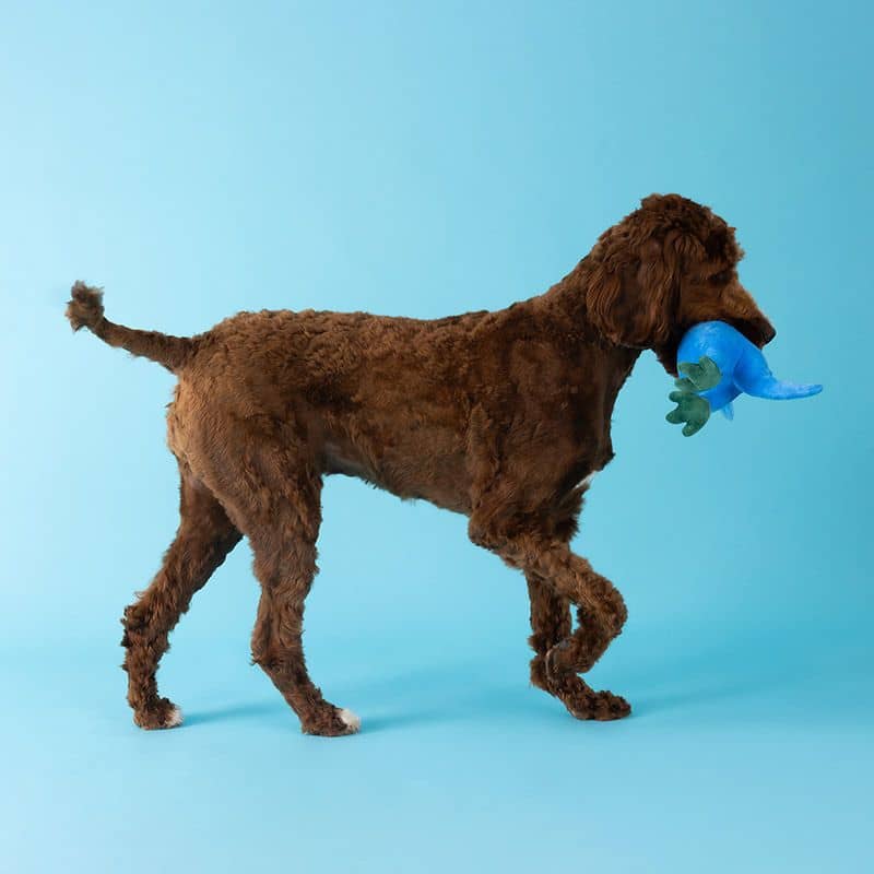 Chien en train de jouer avec une peluche en forme de dinosaure déguisé en requin bleu