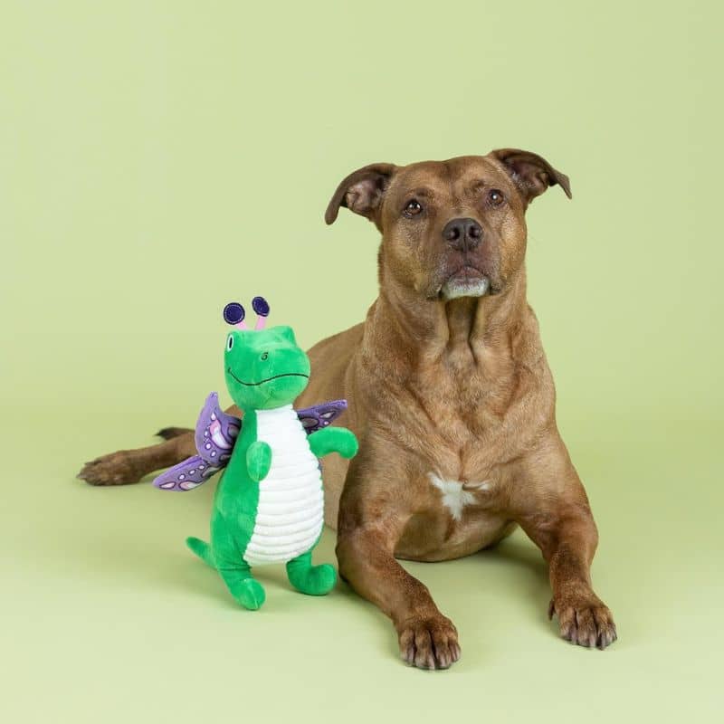 Peluche Fringe en forme de dinosaure avec des ailes de papillon jouet pour chien pour jouer avec son chien et occupation
