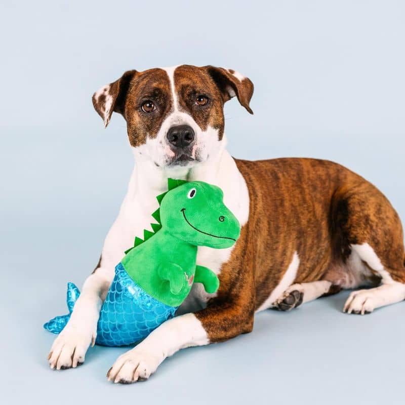 Peluche fringe studio en forme de dinosaure avec une queue de sirène pour chien idéal pour jouer avec son animal